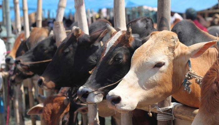 விரைவில்!! பசுக்களுக்கு ஆதார் அடையாள அட்டை விரைவில்!! பசுக்களுக்கு ஆதார் அடையாள அட்டை