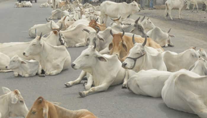 இறைச்சிக்காக மாடு விற்பனை செய்ய தடை - மத்திய அரசு அறிவிப்பு இறைச்சிக்காக மாடு விற்பனை செய்ய தடை - மத்திய அரசு அறிவிப்பு