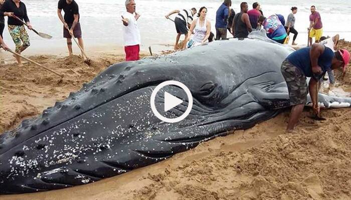 வீடியோ: 32-அடி குட்டித் திமிங்கிலமும், பொதுமக்களும்! | World News in Tamil