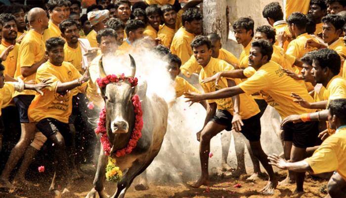 வாடிவாசலில் சீறிபாயும் காளைகள்: அலங்காநல்லூர் ஜல்லிக்கட்டு 3-வது சுற்று! வாடிவாசலில் சீறிபாயும் காளைகள்: அலங்காநல்லூர் ஜல்லிக்கட்டு 3-வது சுற்று!