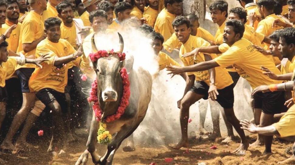 ஜல்லிக்கட்டில் பங்கேற்கும் மாடுபிடி வீரர்களுக்கு முன்பதிவு துவக்கம்... ஜல்லிக்கட்டில் பங்கேற்கும் மாடுபிடி வீரர்களுக்கு முன்பதிவு துவக்கம்...