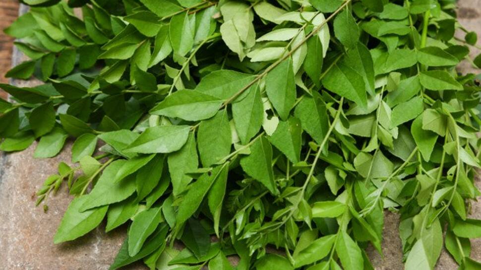 உடல் எடையை குறைக்கும் கறிவேப்பிலை சாறு -ஒரு பார்வை! உடல் எடையை குறைக்கும் கறிவேப்பிலை சாறு -ஒரு பார்வை!