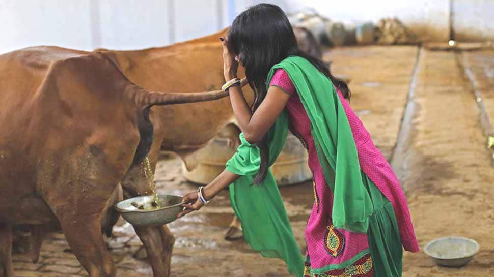 பசு மாட்டின் கோமியத்தில் புற்றுநோய் சிகிச்சைக்கான மருந்து உள்ளது: அஷ்வினி குமார்! பசு மாட்டின் கோமியத்தில் புற்றுநோய் சிகிச்சைக்கான மருந்து உள்ளது: அஷ்வினி குமார்!