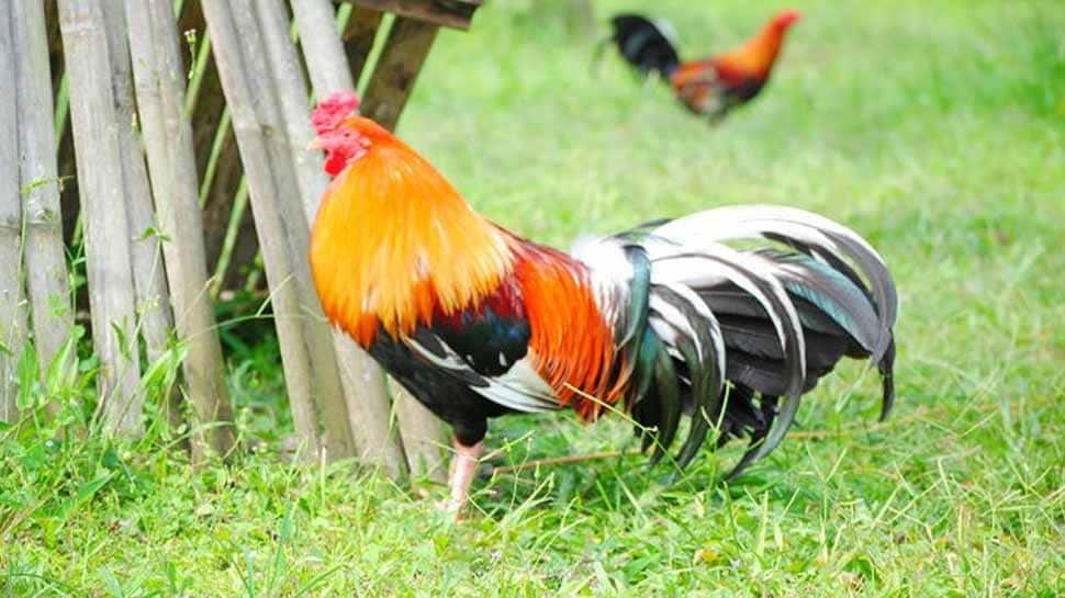 தினமும் காலையில் சேவல் கூவுவதற்கு அனுமதி வழங்கிய நீதிமன்றம்..! தினமும் காலையில் சேவல் கூவுவதற்கு அனுமதி வழங்கிய நீதிமன்றம்..!