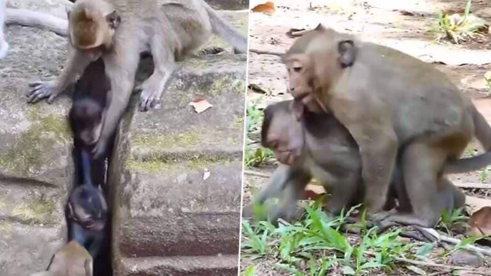 உயிருக்கு போராடும் தனது குட்டியை காப்பாற்ற பரிதவிக்கும் தாய் குரங்கு! உயிருக்கு போராடும் தனது குட்டியை காப்பாற்ற பரிதவிக்கும் தாய் குரங்கு!