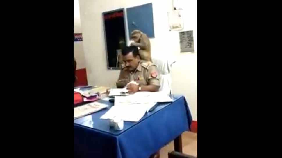 Watch: காவல் ஆய்வாளருக்கு இலவச ஹேர் மசாஜ் செய்யும் குரங்கு..! Watch: காவல் ஆய்வாளருக்கு இலவச ஹேர் மசாஜ் செய்யும் குரங்கு..!