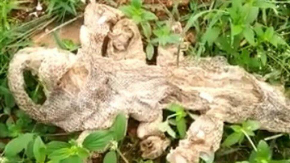 ஏழு தலை கொண்ட பாம்பின் தோல் கர்நாடகாவில் கண்டெடுப்பு! ஏழு தலை கொண்ட பாம்பின் தோல் கர்நாடகாவில் கண்டெடுப்பு!