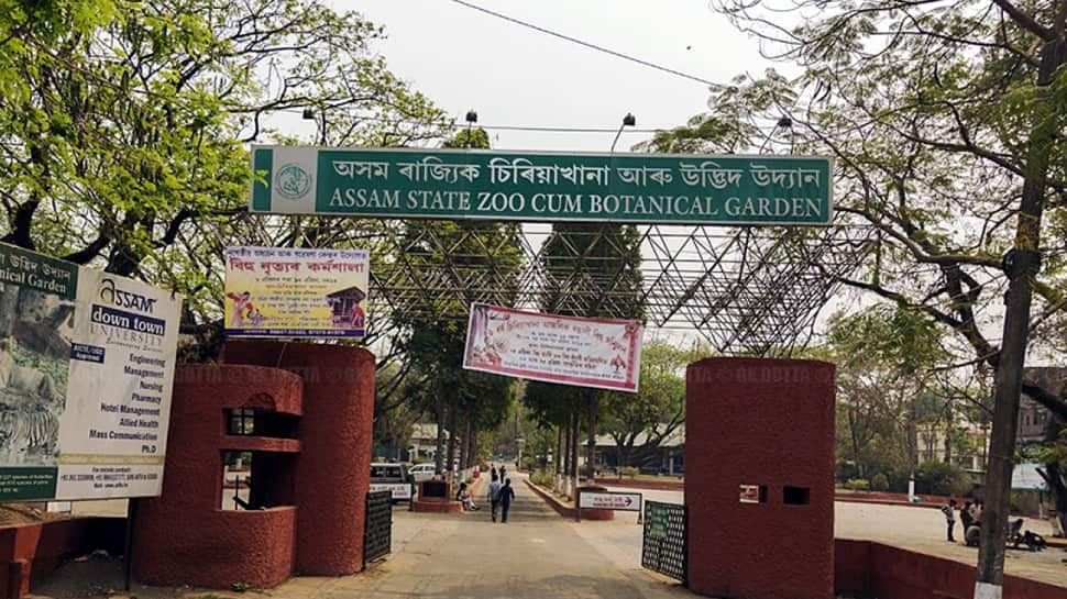 8 வருட காத்திருப்புக்கு பின் அசாம் Zoo-வில் ஒட்டகச்சிவிங்கி! 8 வருட காத்திருப்புக்கு பின் அசாம் Zoo-வில் ஒட்டகச்சிவிங்கி!