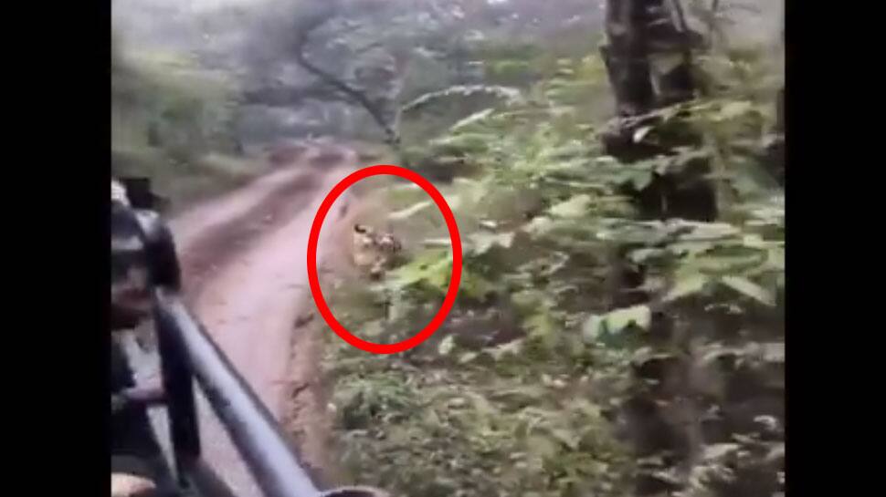 வைரல் வீடியோ: சுற்றுலா பயணிகளின் வாகனத்தை துரத்திய புலி வைரல் வீடியோ: சுற்றுலா பயணிகளின் வாகனத்தை துரத்திய புலி