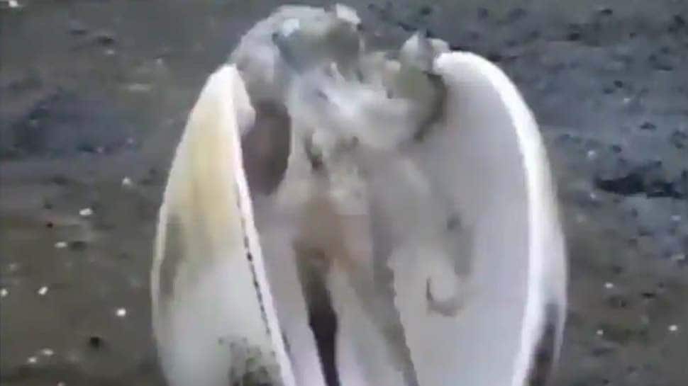 Watch: சமூக விலகளின் முக்கியதுவத்தை புரிந்து கொண்ட ஆக்டோபஸ்...! Watch: சமூக விலகளின் முக்கியதுவத்தை புரிந்து கொண்ட ஆக்டோபஸ்...!