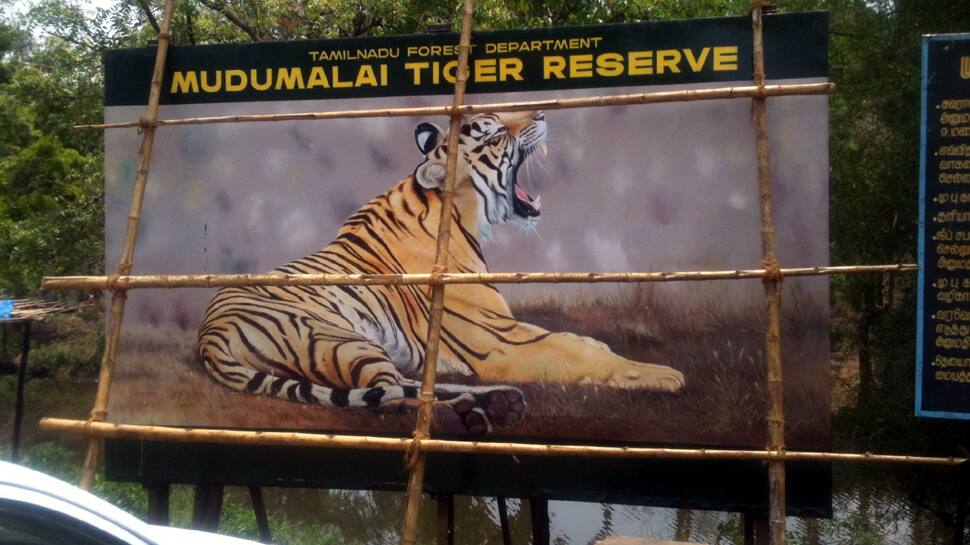 ஒரு வாரத்தில் மூன்றாவது புலி மரணம்; தமிழகத்தின் நீலகிரி மாவட்டத்தில் பதிவானது... ஒரு வாரத்தில் மூன்றாவது புலி மரணம்; தமிழகத்தின் நீலகிரி மாவட்டத்தில் பதிவானது...