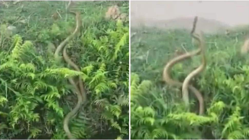 WATCH: இணையவாசிகளை கவர்ந்த பாம்பின் ரொமான்ஸ் வீடியோ..! WATCH: இணையவாசிகளை கவர்ந்த பாம்பின் ரொமான்ஸ் வீடியோ..!
