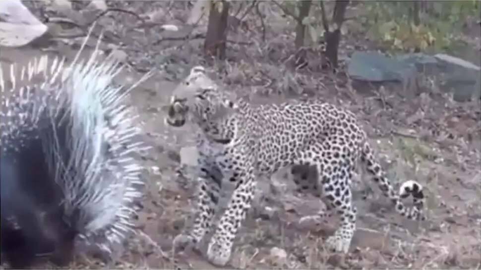 WATCH: சிறுத்தைக்கும், முள்ளம்பன்றிக்கும் இடையிலான கடும் சண்டை..! WATCH: சிறுத்தைக்கும், முள்ளம்பன்றிக்கும் இடையிலான கடும் சண்டை..!