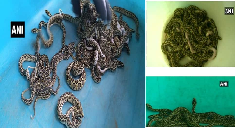 கோவை உயிரியல் பூங்காவில் 33 குட்டிகளை ஈன்ற கண்ணாடி விரியன் பாம்பு...!!! கோவை உயிரியல் பூங்காவில் 33 குட்டிகளை ஈன்ற கண்ணாடி விரியன் பாம்பு...!!!