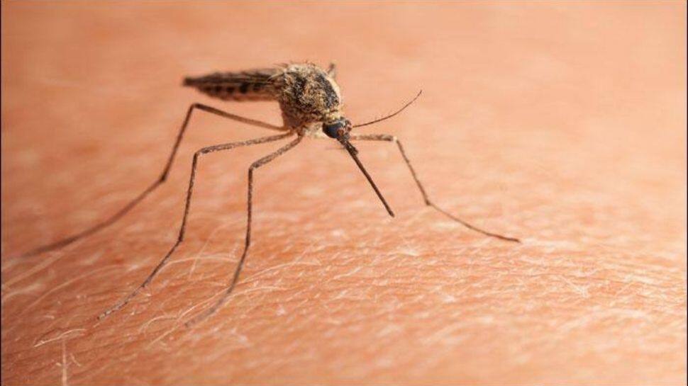 These 7 things can make mosquitoes bite you more know what | கொசுத் தொல்லை  தாங்கலயா? இவை காரணமாக இருக்கலாம்!! | Lifestyle News in Tamil