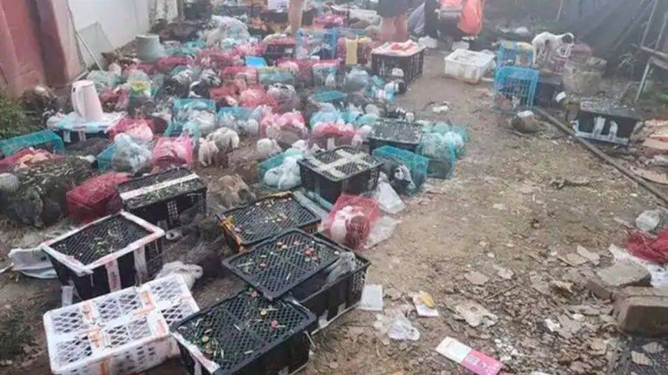 China horror: ஆன்லைனில் வாங்கப்பட்ட 4000 செல்லப் பிராணிகளுக்கு நேர்ந்த அவலம்!!