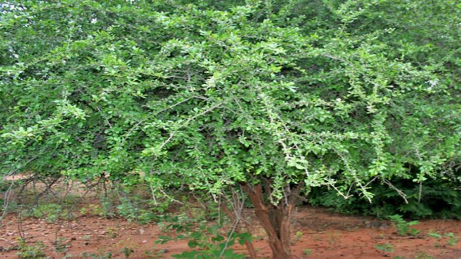 OMG a story about Mysterious tree | மனிதர்களைப் போலவே செயல்படும் ...