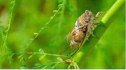 ‘Insect Apocalypse’ என்றால் என்ன தெரியுமா? உலகம் அழிவை நெருங்கிவிட்டதா?