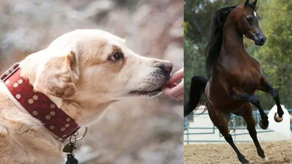 நாய்கள் மற்றும் குதிரைகளுக்கும் ஓய்வூதியம் கொடுக்கும் நாடு எது தெரியுமா? நாய்கள் மற்றும் குதிரைகளுக்கும் ஓய்வூதியம் கொடுக்கும் நாடு எது தெரியுமா?