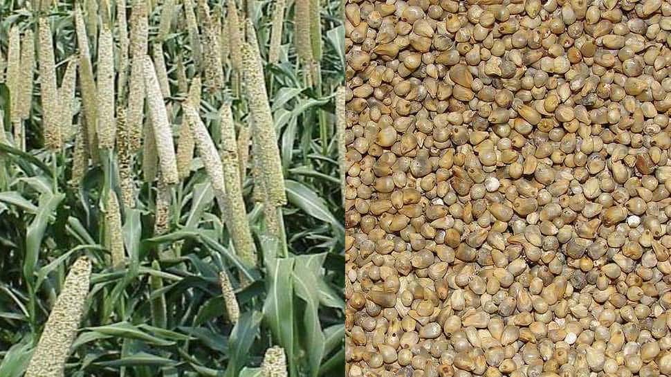 Pearl millet, the nutrient treasure which gives you long lasting health