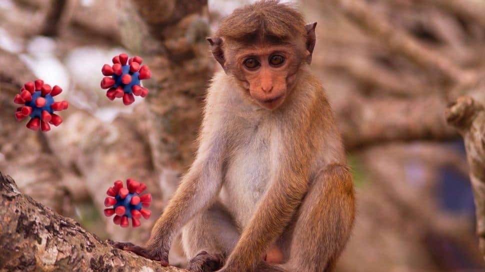 The Monkey B Virus victim death has been reported in China creates