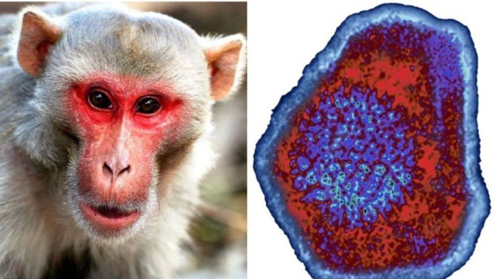 Monkey B Virus: தொற்று அறிகுறிகள், சிகிச்சை, பிற முக்கிய விபரங்கள்