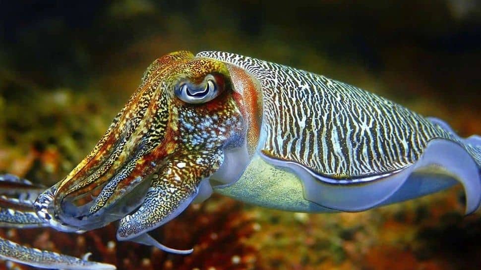 Know the very rare Cuttlefish which has 3 hearts and blue colour blood ...