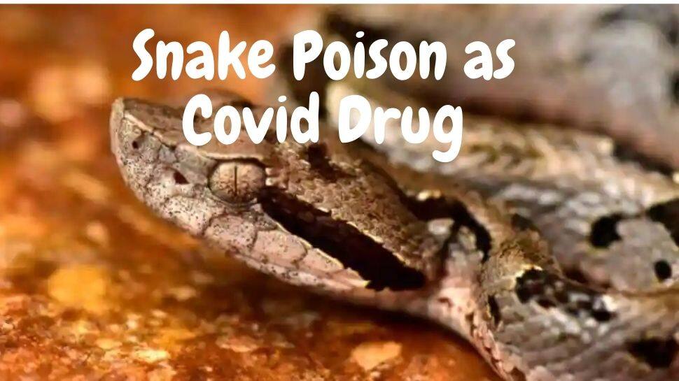 Snake Poison as Covid Drug: பாம்பின் நஞ்சு, கோவிட் தொற்றுநோய்க்கு சிறந்த மருந்தாகலாம்!