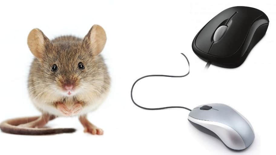 Why the essential device of computer Mouse called rat | Knowledge News ...