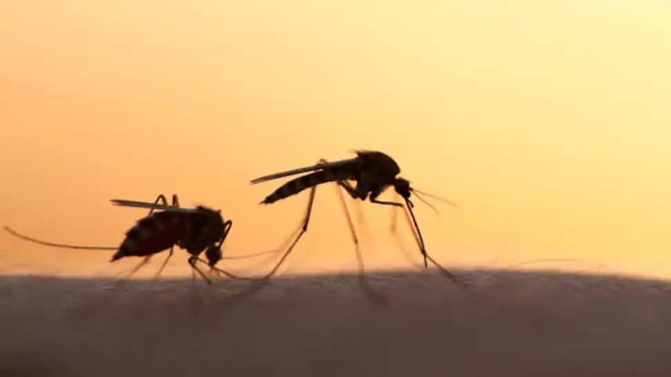 Mosquitos: கின்னஸ் புத்தகத்தில் இடம் பெற்ற கொசு பற்றி தெரியுமா?