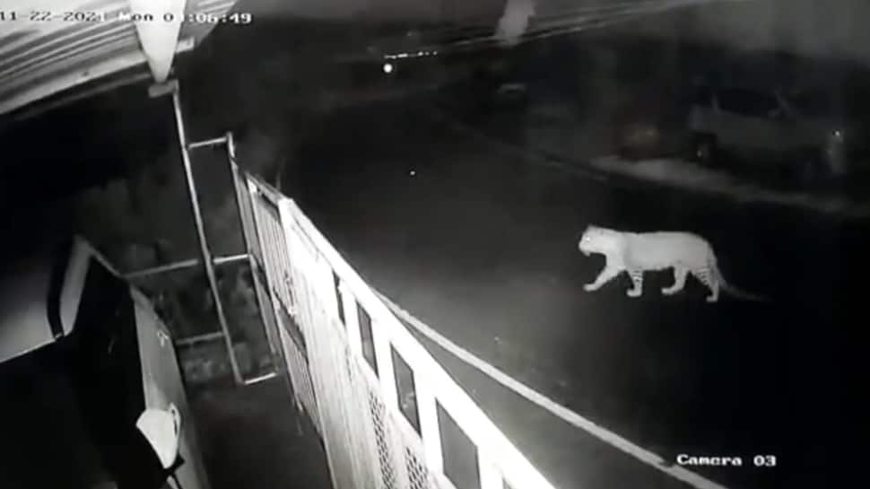 CCTV Footage: நீலகிரி குடியிருப்பு பகுதிகளில் உலாவரும் வனவிலங்குகள்