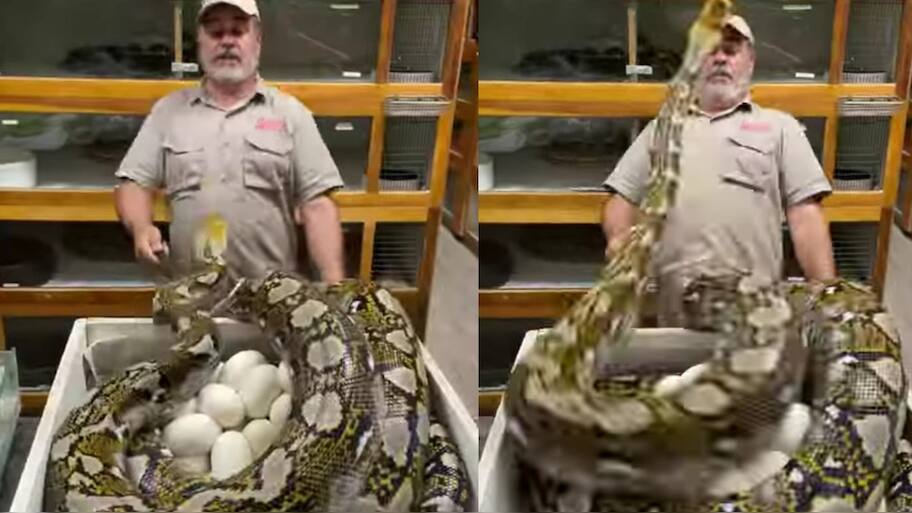 Do you know if one trying to touch eggs of the python what will happen ...