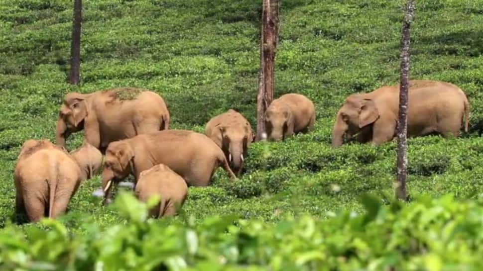 வால்பாறை தேயிலை தோட்டத்தில் 40க்கும் மேற்பட்ட யானைகள் முகாம்