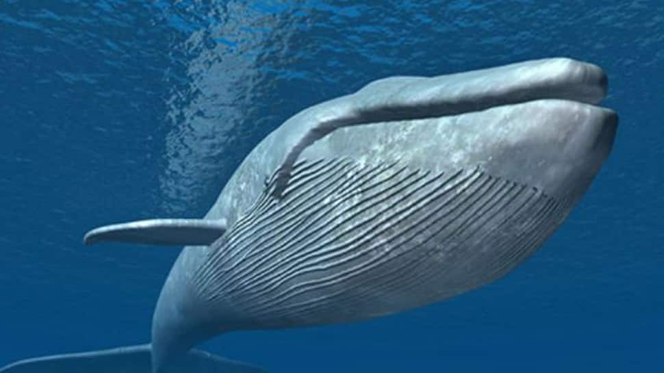 Temple: திமிங்கலத்தை வழிபடும் இந்தியக் கோவில்! 300 ஆண்டுகள் பராம்பரிய ஆலயம்!!