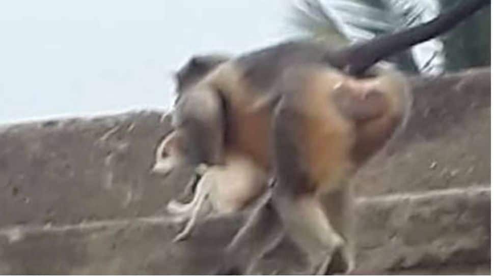 ‘பழிக்கு பழி;’: நாய்கள் மீது போர் தொடுத்துள்ள குரங்குகள்; சுமார் 250 நாய்கள் பலி