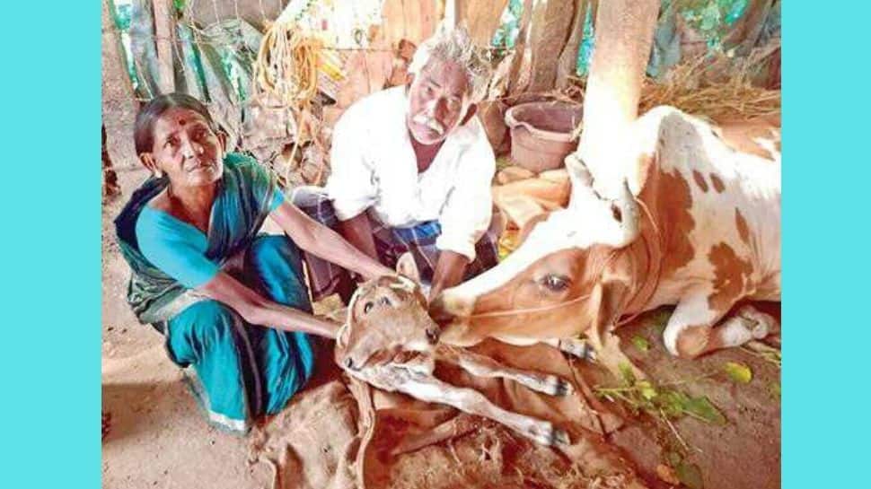 இரண்டு தலையுடன் பிறந்த அதிசய கன்று; வியக்கும் மக்கள்!