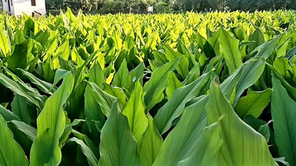 பொங்கல் பண்டிகைக்கான குலை மஞ்சளின் அமோக விளைச்சலால் விவசாயிகள் மகிழ்ச்சி