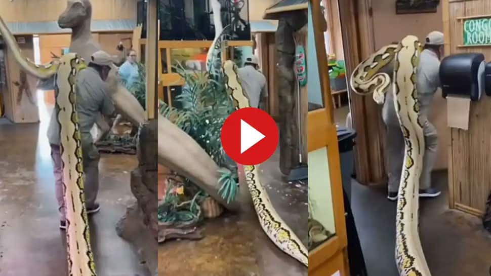 Viral video of A man carrying a giant python on his shoulder | Python ...