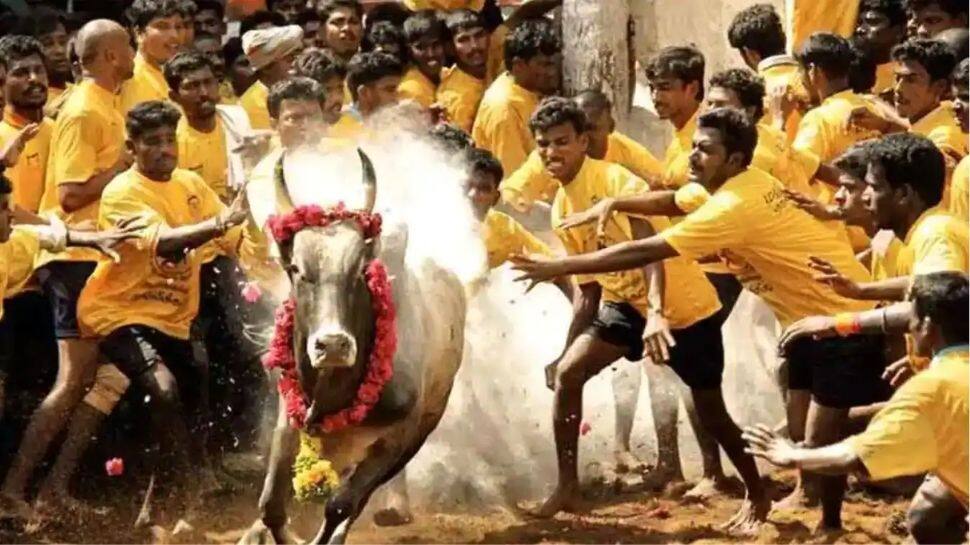 Pongal Festival: எருதாட்டத்திற்கு தடை விதிப்பு..!