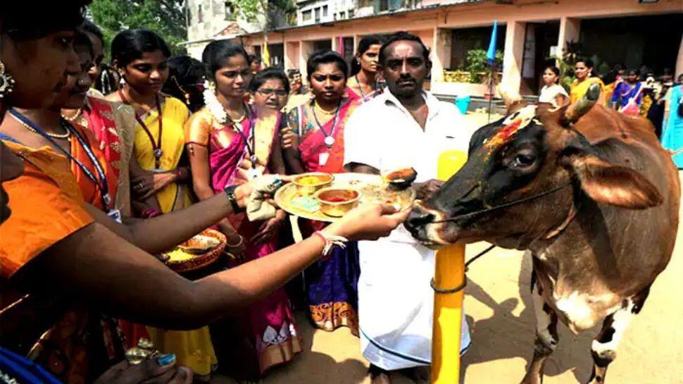 மாட்டுப் பொங்கலில் ஆதரவற்ற மாடுகளுக்கு பொதுமக்கள் பூஜை செய்து வழிபாடு 