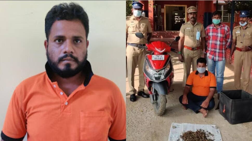 உணவு டெலிவரி செய்வது போல் கஞ்சா விற்பனை!