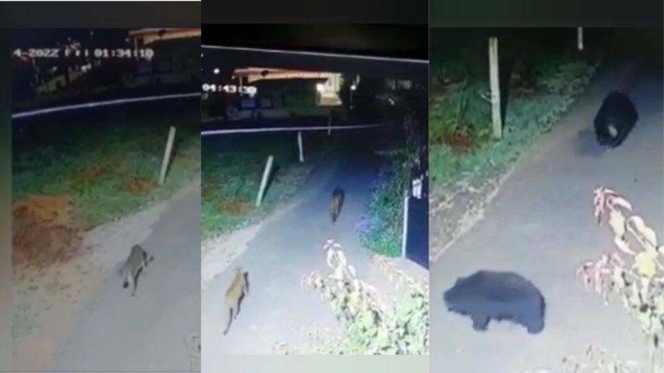 குடியிருப்புகளின் அருகே தந்திரமாக சுற்றித்திரியும் சிறுத்தைகள், கரடிகள்: Watch