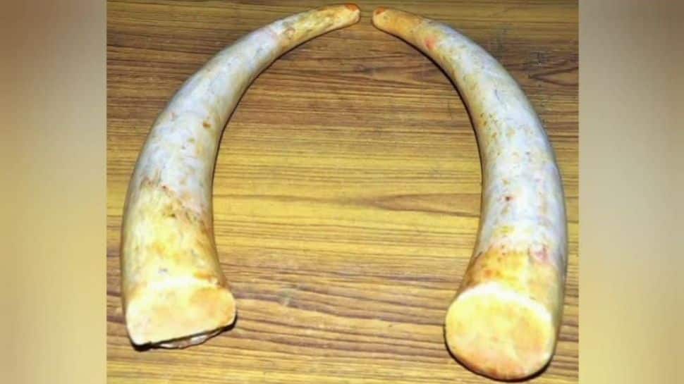 Smuggling: தேனியில் யானை தந்தம் பறிமுதல்! கடத்த முயன்ற 10 பேர் கைது