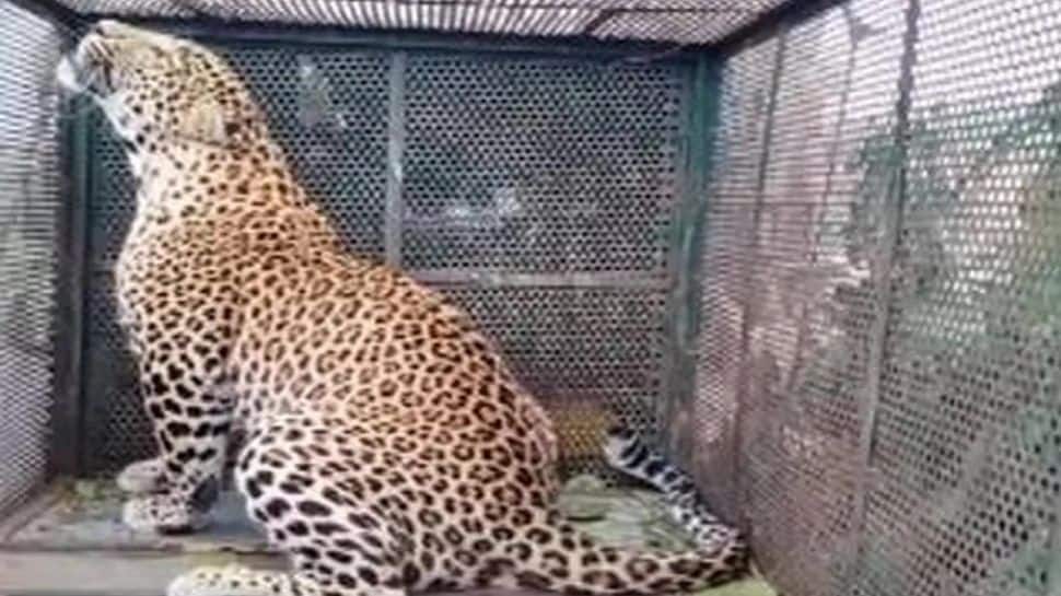 பாடாய் படுத்தி ஒரு வழியாய் பிடிபட்டது சிறுத்தை: நடந்தது என்ன? முழு விவரம் இதோ