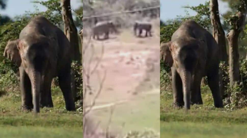 யானைச் சண்டைய பாத்திருக்கீங்களா? இதோ அபூர்வ சண்டை வீடியோ....