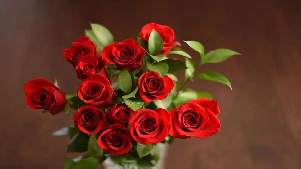 Rose brings Home Happiness as well as Wealth வாழ்க்கையில்