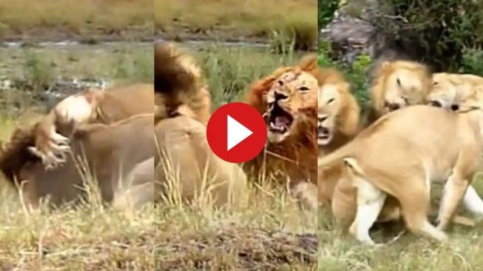 Viral Video Fierce fight of two lions go viral | Fighting lions  intimidating the jungle: Arrested on camera  - Time News