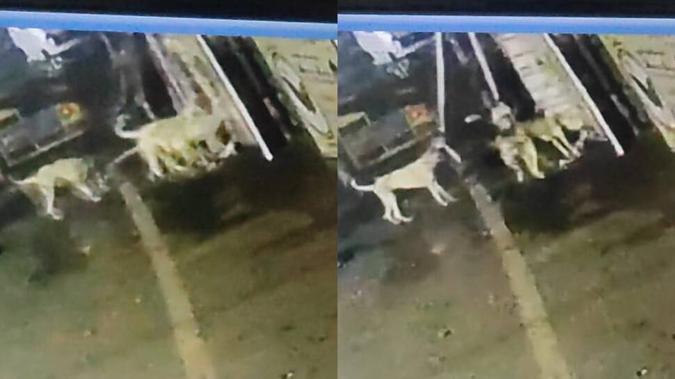 நாய் கிழித்த பேனர்! எதிர்க்கட்சியை கடித்த வேட்பாளர்!