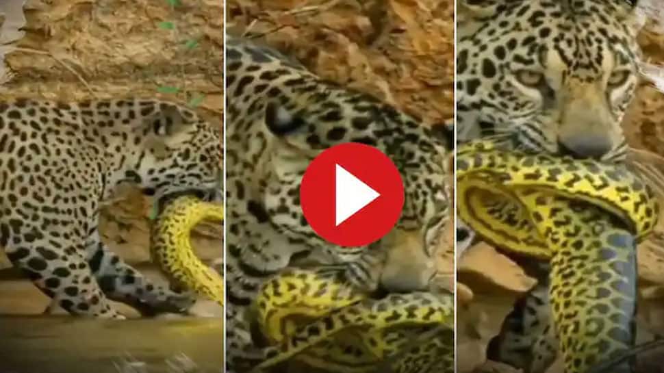 Wild Animal Video: Python vs Jaguar | அட்டாக் செய்ய வந்து அடங்கிப்போன  மலைப்பாம்பு: மாஸ் காட்டிய சிறுத்தை | Social News in Tamil