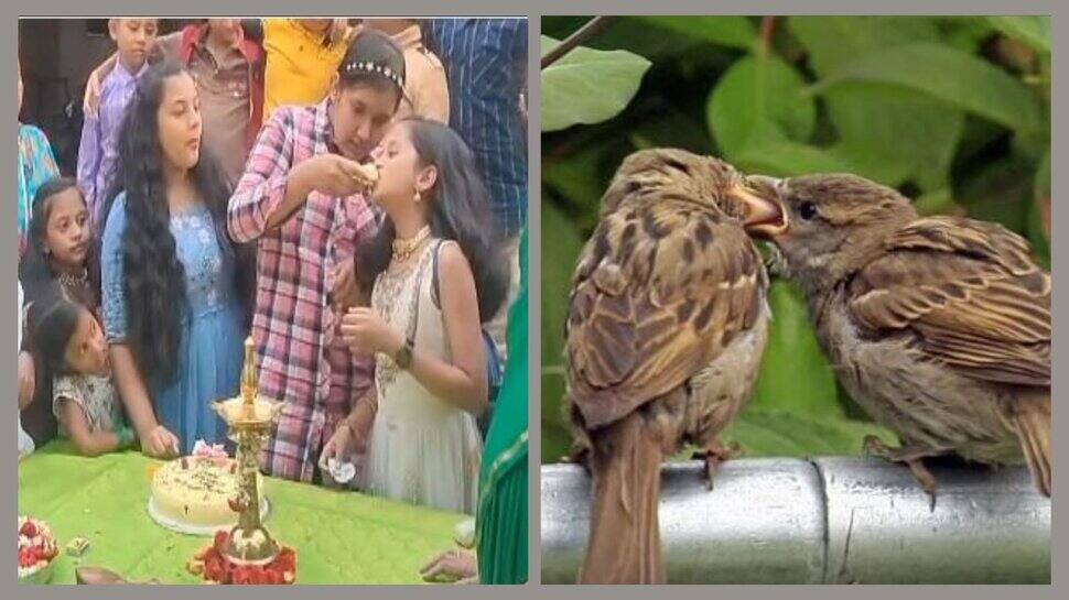 உலக சிட்டுக்குருவி தினம் - கேக் வெட்டி கொண்டாடிய குருவி குடும்பம்..!